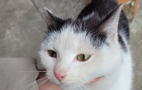 Kot Palikówka (2).jpg