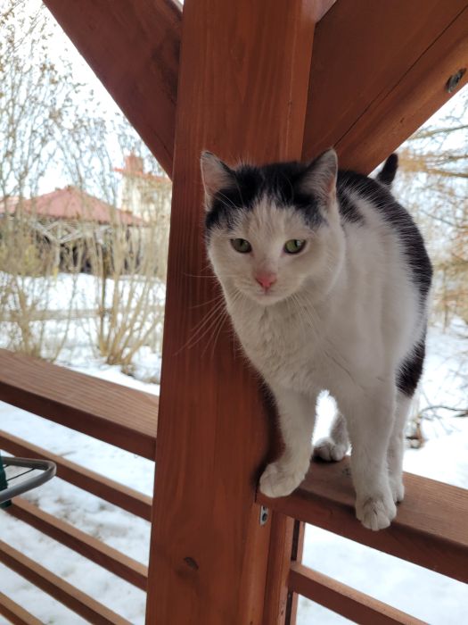 Kot Palikówka (1).jpg