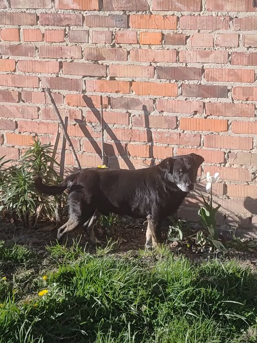 Błąkający pies Malawa (1).jpg