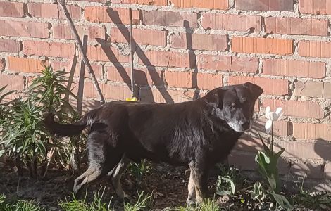 Błąkający pies Malawa (1).jpg