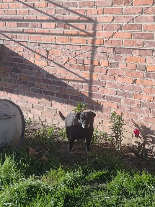 Błąkający pies Malawa (2).jpg