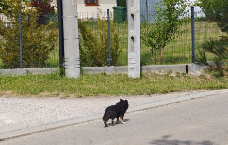 Pies Strażów Kerko.jpg